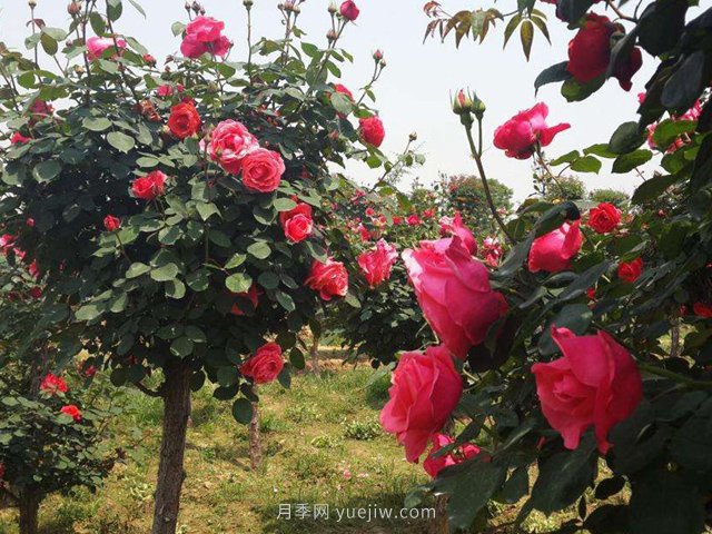 為什么越來越多的人愛上樹狀月季，這款新型品種，確實漂亮(圖2)