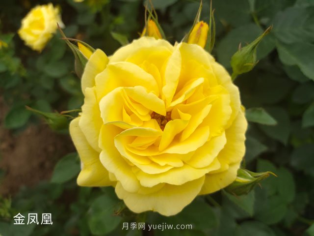 金鳳凰，綠化工程選擇黃色大花月季(圖1)