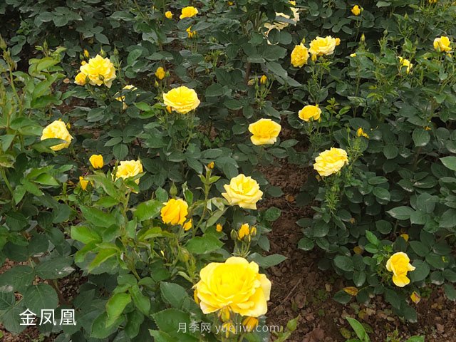 金鳳凰，綠化工程選擇黃色大花月季(圖3)