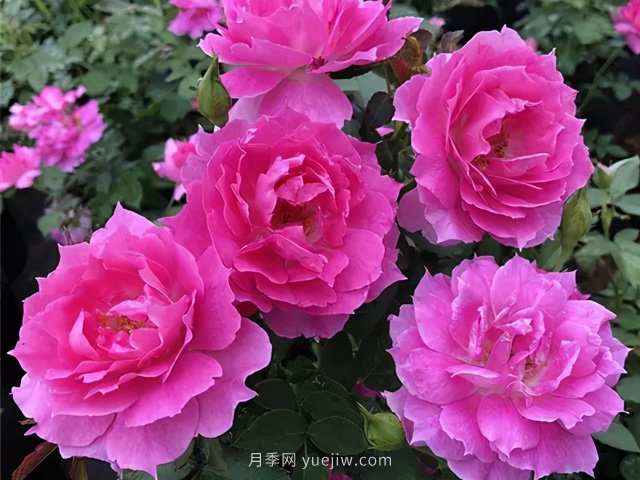 耐曬耐熱花型飽滿，7月適合養(yǎng)的4個(gè)月季品種推薦(圖3)
