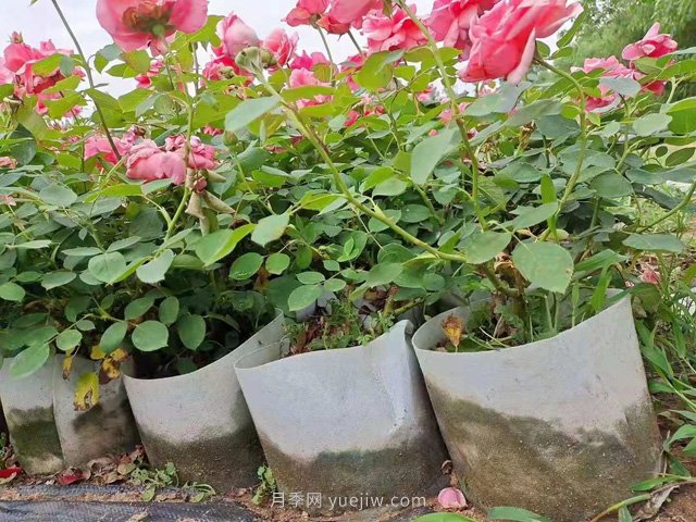 月季花海中的雜草怎樣清除？(圖1)