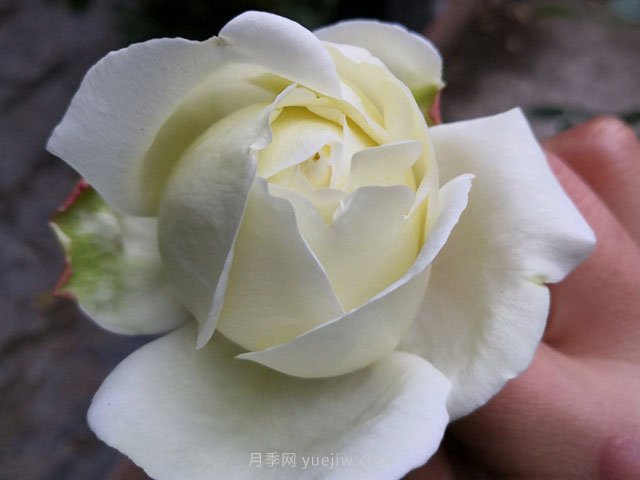 伊芙白法師伯爵月季的優(yōu)缺點(diǎn)是什么？(圖1)