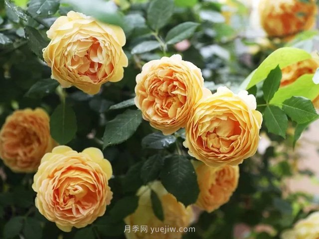 高溫天氣，該如何給月季植物保持水分？(圖1)