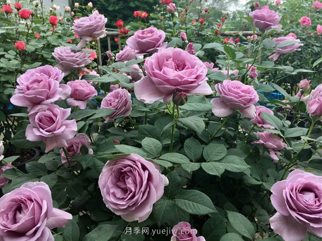 ***全林業(yè)術(shù)語，苗木人必讀！(圖1)