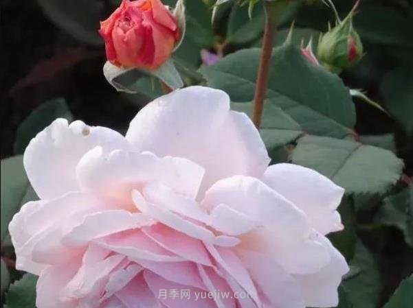 哪些月季耐寒？10大耐寒的藤本月季品種推薦(圖8)
