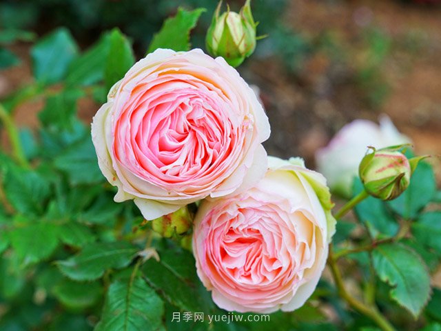 月季花卉生長(zhǎng)的五個(gè)重要因素(圖1)