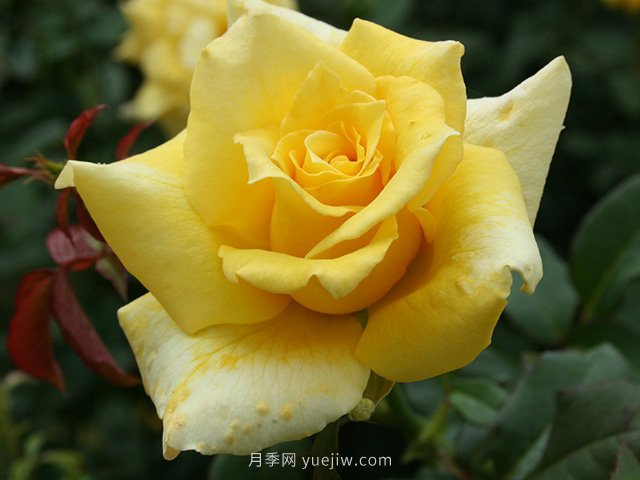 養(yǎng)花的十大好處，愛花的你一定要看！(圖1)