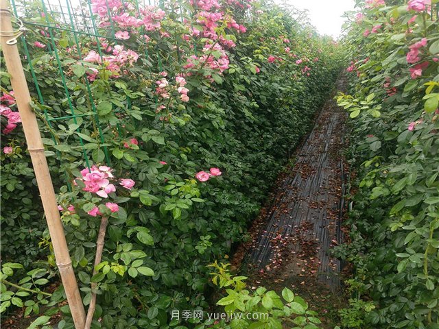 如何才能種植好藤本月季？(圖1)