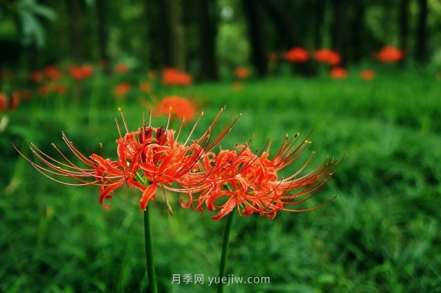 彼岸花(曼珠沙華)的形態(tài)特征和習性文化(圖1)