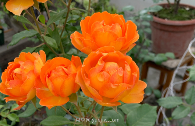 夏季入手藤本月季推薦5個(gè)品種，漂亮還好養(yǎng)(圖4)
