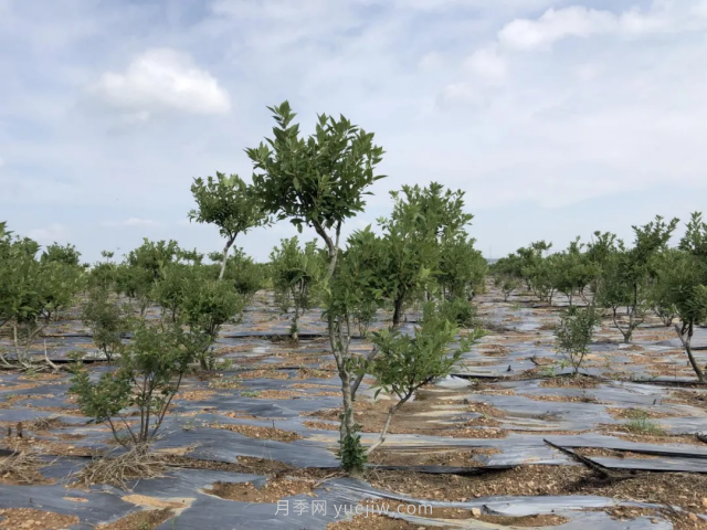 臨沂莒南北美冬青苗圃基地，可以做出上億產(chǎn)值(圖3)