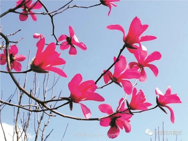 玉蘭新品種，走出宜昌五峰的紅花玉蘭(圖1)