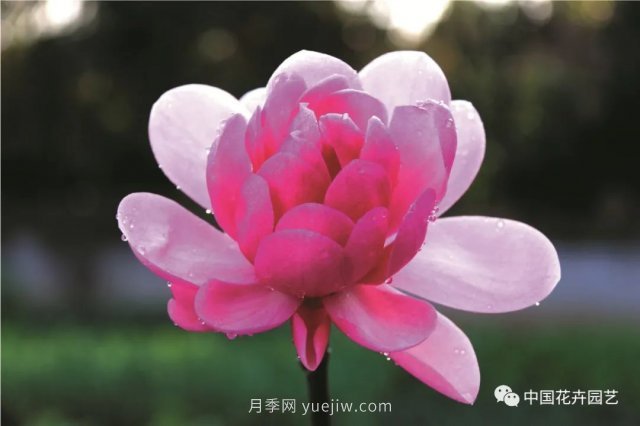玉蘭新品種，走出宜昌五峰的紅花玉蘭(圖3)