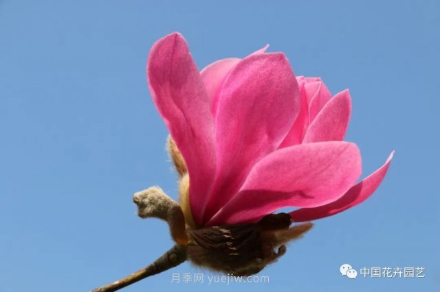 玉蘭新品種，走出宜昌五峰的紅花玉蘭(圖2)