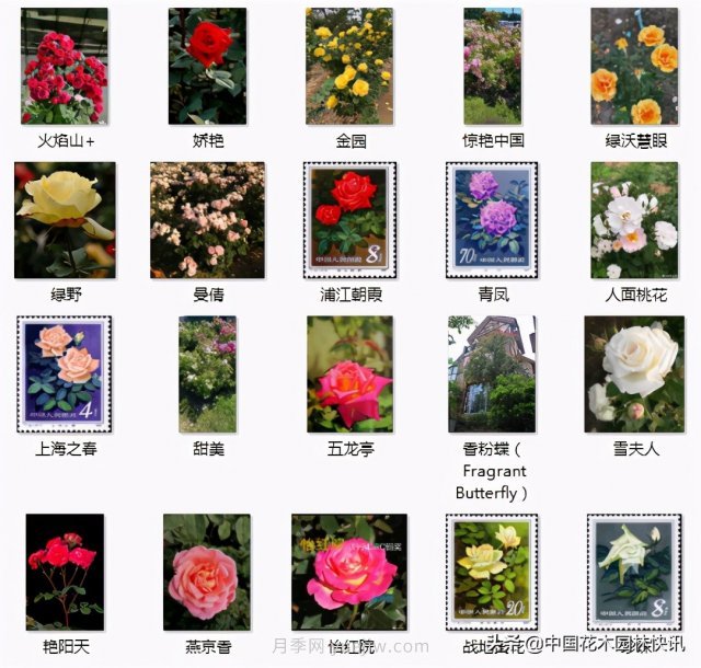月季創(chuàng)新聯(lián)盟評出百個(gè)月季品種 百年百花獻(xiàn)禮建黨百年(圖12)
