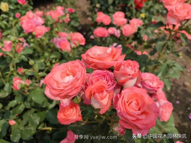 月季創(chuàng)新聯(lián)盟評出百個(gè)月季品種 百年百花獻(xiàn)禮建黨百年(圖5)
