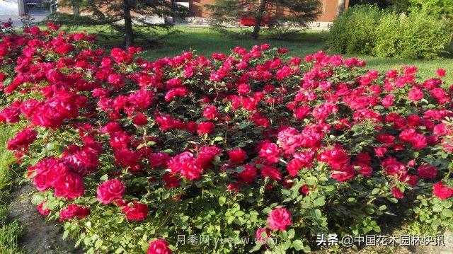 月季創(chuàng)新聯(lián)盟評出百個(gè)月季品種 百年百花獻(xiàn)禮建黨百年(圖2)