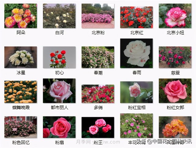 月季創(chuàng)新聯(lián)盟評出百個(gè)月季品種 百年百花獻(xiàn)禮建黨百年(圖9)