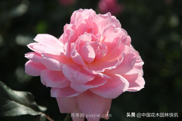 月季創(chuàng)新聯(lián)盟評出百個(gè)月季品種 百年百花獻(xiàn)禮建黨百年(圖3)