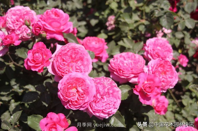 月季創(chuàng)新聯(lián)盟評出百個(gè)月季品種 百年百花獻(xiàn)禮建黨百年(圖1)