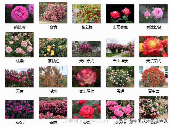 月季創(chuàng)新聯(lián)盟評出百個(gè)月季品種 百年百花獻(xiàn)禮建黨百年(圖10)