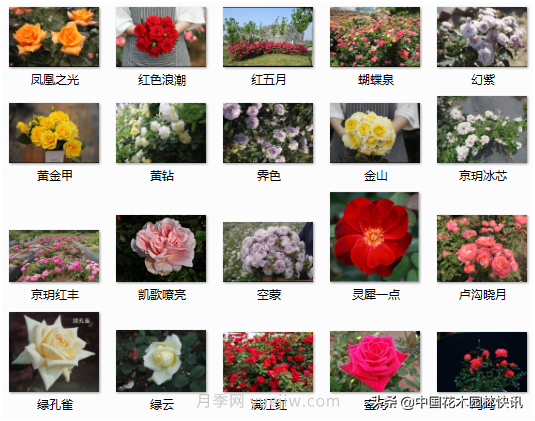 月季創(chuàng)新聯(lián)盟評出百個(gè)月季品種 百年百花獻(xiàn)禮建黨百年(圖8)