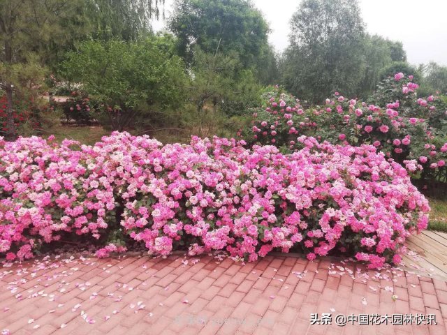 月季創(chuàng)新聯(lián)盟評出百個(gè)月季品種 百年百花獻(xiàn)禮建黨百年(圖6)