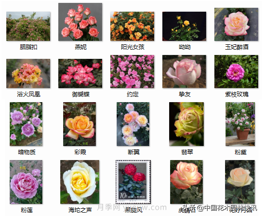 月季創(chuàng)新聯(lián)盟評出百個(gè)月季品種 百年百花獻(xiàn)禮建黨百年(圖11)
