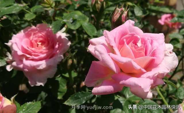 月季創(chuàng)新聯(lián)盟評出百個(gè)月季品種 百年百花獻(xiàn)禮建黨百年(圖4)