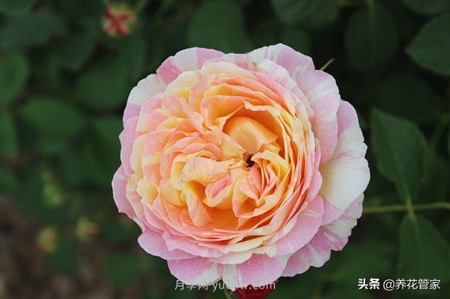 盤點五款耐熱耐曬月季，南方花友照樣養(yǎng)(圖2)