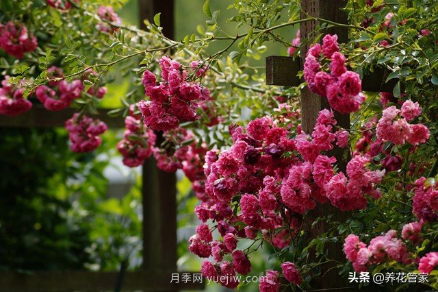 盤點五款耐熱耐曬月季，南方花友照樣養(yǎng)(圖5)