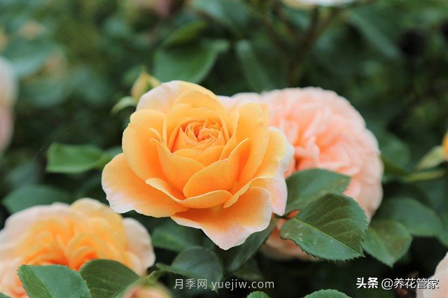 盤點五款耐熱耐曬月季，南方花友照樣養(yǎng)(圖1)