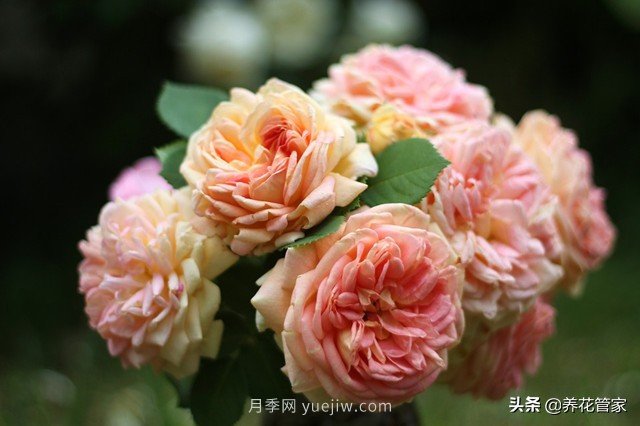 盤點五款耐熱耐曬月季，南方花友照樣養(yǎng)(圖4)