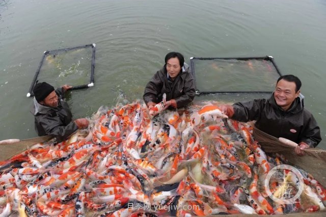 南陽(yáng)鎮(zhèn)平：“中國(guó)錦鯉**村”的三代養(yǎng)魚人(圖3)