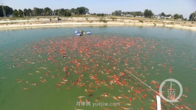 南陽(yáng)鎮(zhèn)平：“中國(guó)錦鯉**村”的三代養(yǎng)魚人(圖1)