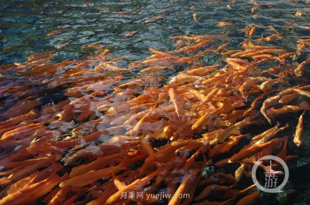 南陽(yáng)鎮(zhèn)平：“中國(guó)錦鯉**村”的三代養(yǎng)魚人(圖4)