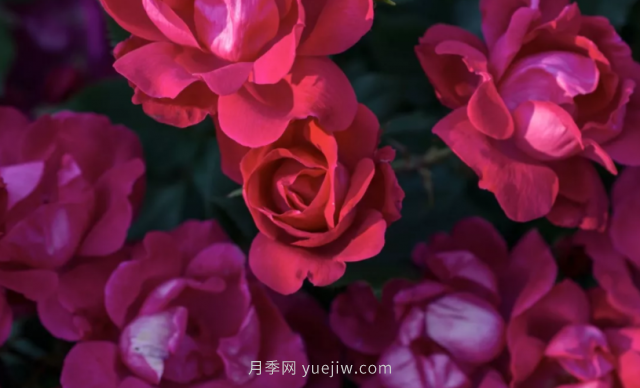 絕代佳人月季系列，這5個(gè)低維護(hù)月季到底什么來(lái)頭？(圖1)
