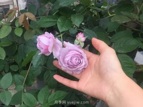 紫色系藤本月季都有哪些？(圖8)