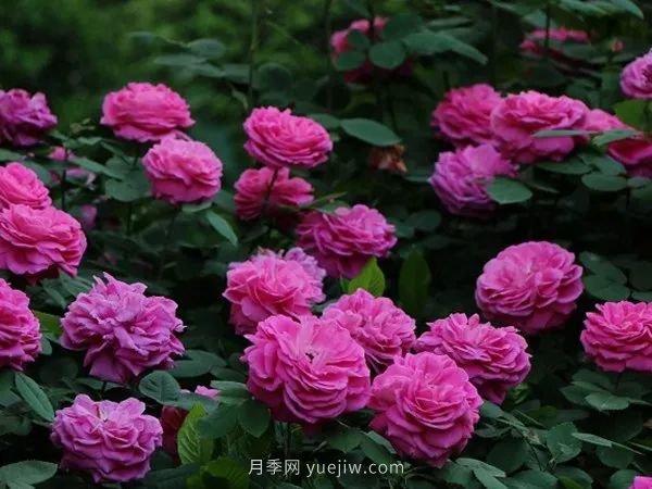 紫色系藤本月季都有哪些？(圖5)
