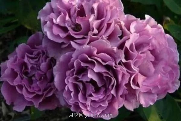 紫色系藤本月季都有哪些？(圖1)