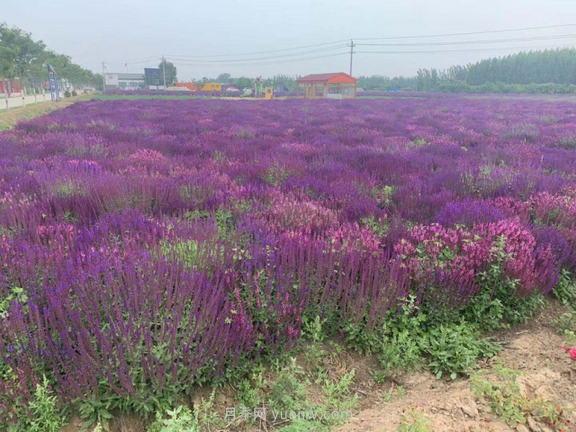 聊城芳香文化博覽園，鄉(xiāng)村振興巾幗示范基地(圖4)