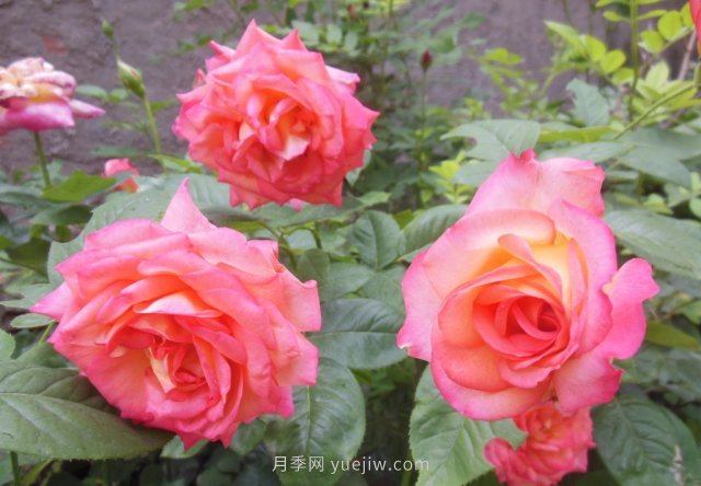 7月養(yǎng)這6種花卉，長得快花量大適合新手(圖2)