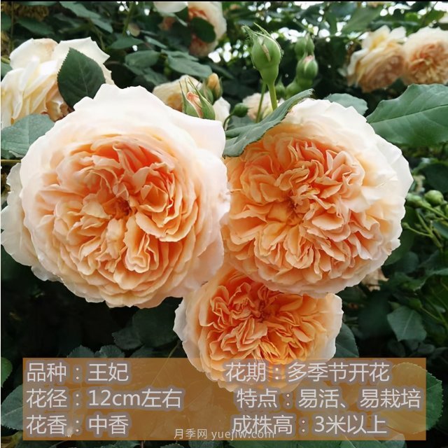 炎炎夏日有花香，推薦四款比較香的月季(圖4)