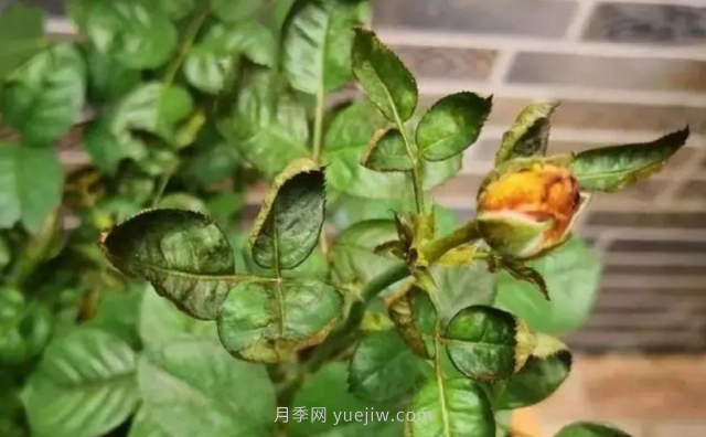 7月月季常爆發(fā)這3種蟲害，對癥下藥無煩惱(圖4)