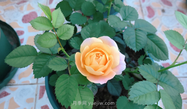 7月月季常爆發(fā)這3種蟲害，對癥下藥無煩惱(圖1)