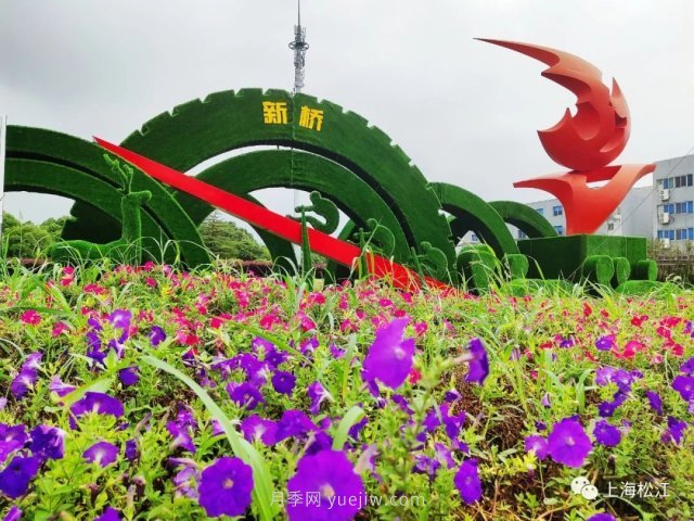 上海松江這里的花壇、花境“上新”啦！特色景觀升級！(圖1)