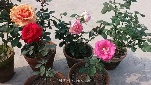 盆栽月季度夏養(yǎng)護手冊，病蟲害防治和促花技巧(圖1)