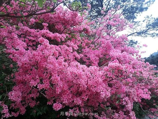 各地賞花經(jīng)濟興起，這些月季苗木又火了一把(圖2)