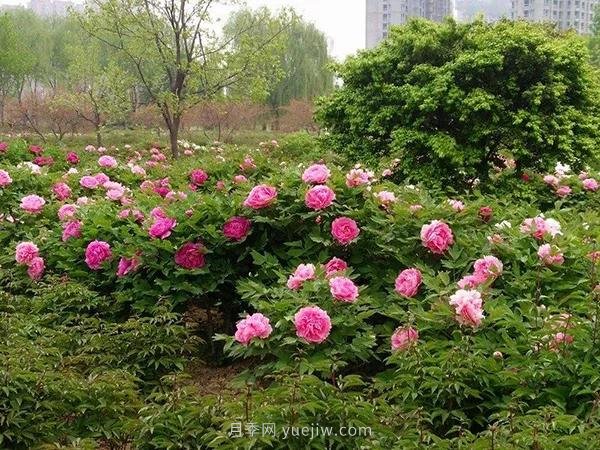 各地賞花經(jīng)濟興起，這些月季苗木又火了一把(圖4)