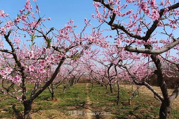 各地賞花經(jīng)濟興起，這些月季苗木又火了一把(圖1)